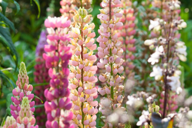 Lupine: vrolijk en veelzijdig