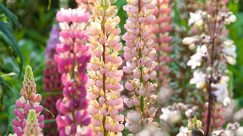 Lupine: vrolijk en veelzijdig