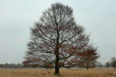 Wandeling van de maand: Odoorn