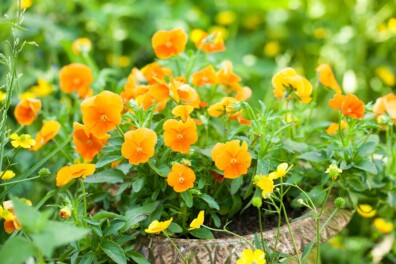 12 Oranje bloeiers voor in de tuin