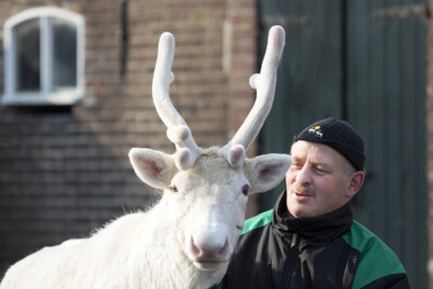 Rendieren houden in Nederland