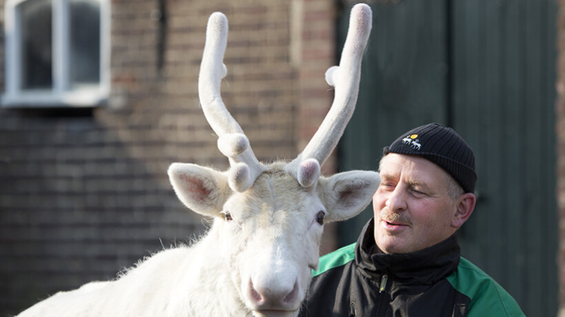 Rendieren houden in Nederland