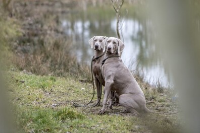 Weimaraner jachthond