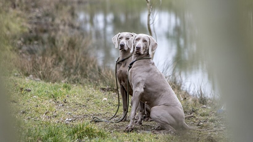 Weimaraner jachthond