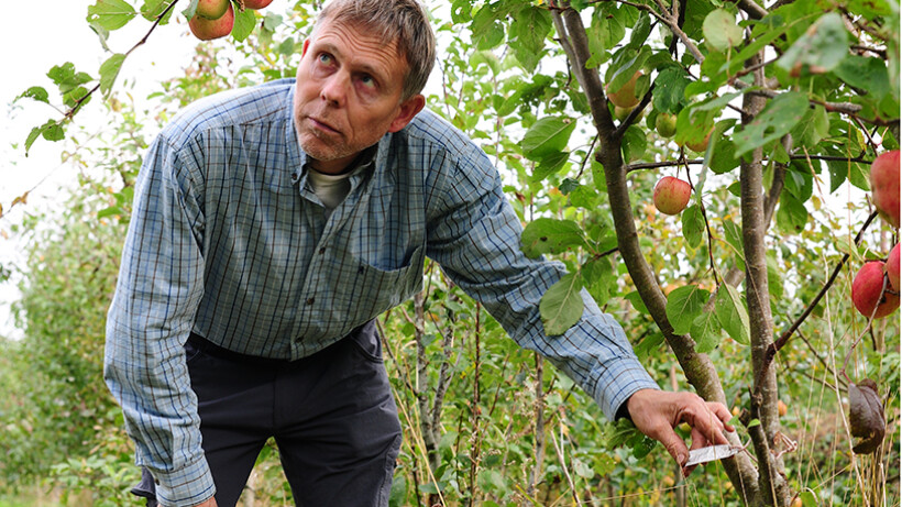 Oude fruitrassen van Noord-Nederland op De Baggelhof