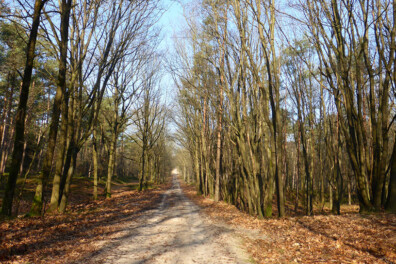 Wandeling van de maand: Trage Tocht Beekbergen