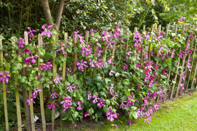 Clematis kweken op zandgrond