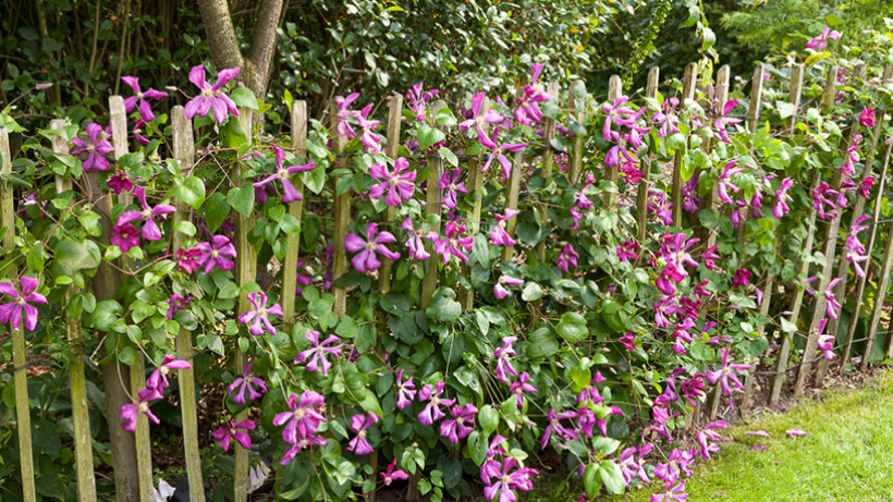 Clematis kweken op zandgrond