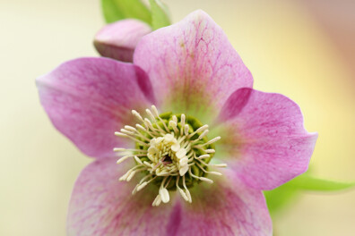 Zo verzorg je de ‘kerstroos’ helleborus