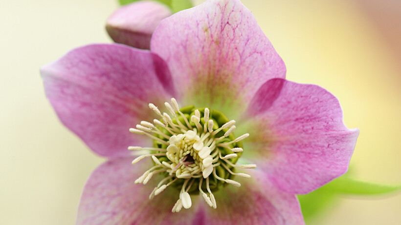 Zo verzorg je de ‘kerstroos’ helleborus