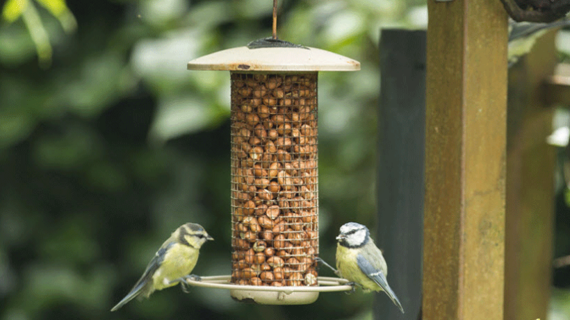 7 tips voor meer vogels in de tuin