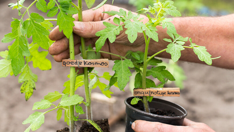 Tomatentrucs getest