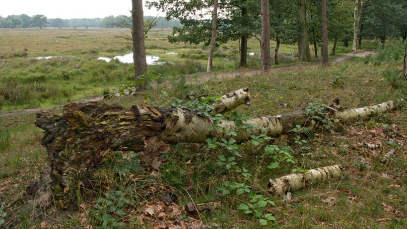 Wandeling van de maand: Baarn