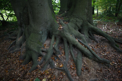 Wandeling van de maand: Beekbos Bekendelle