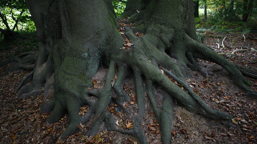 Wandeling van de maand: Beekbos Bekendelle