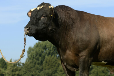 Op stap met 1.000 kilo zware Brandrode stier