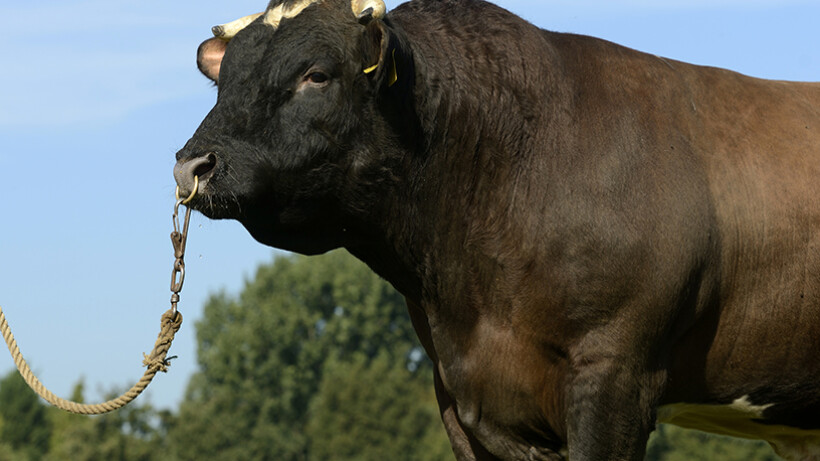 Op stap met 1.000 kilo zware Brandrode stier