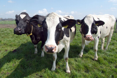 Tips voor boerderijdieren