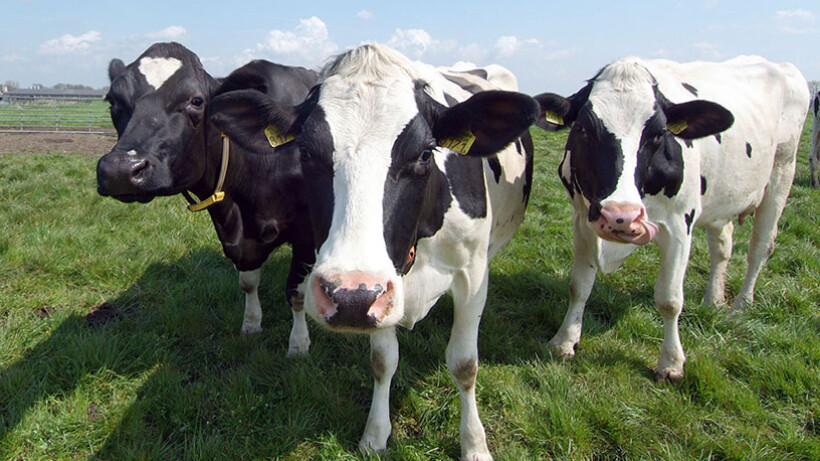 Tips voor boerderijdieren