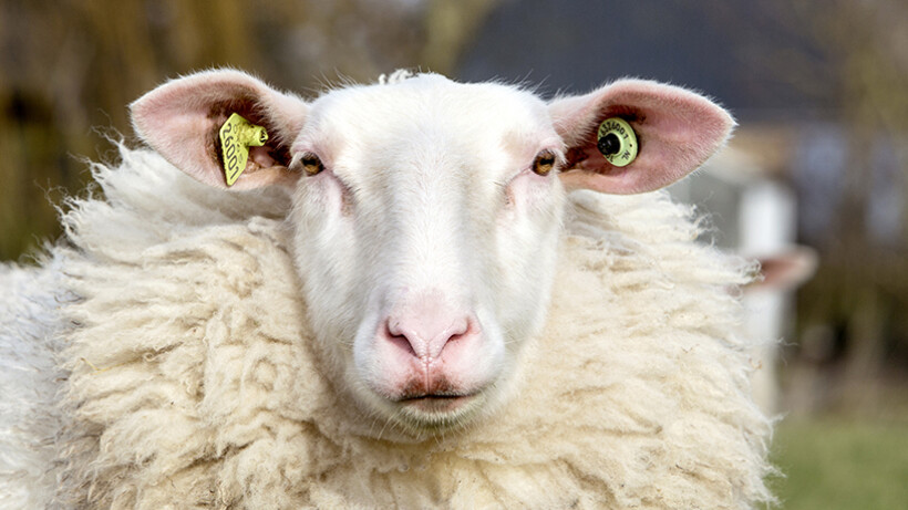 Het Fries Melkschaap