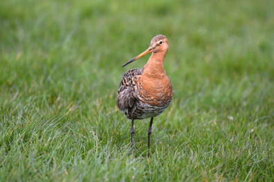 Maak de mooiste natuurfoto’s