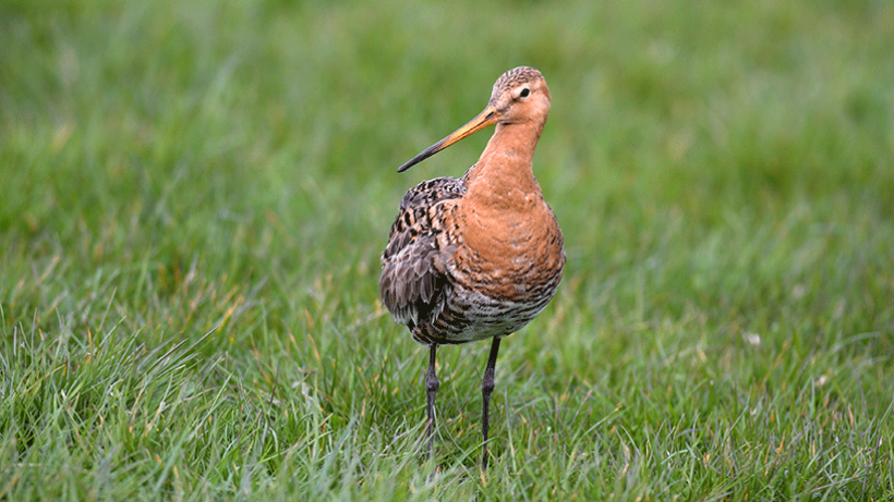 Maak de mooiste natuurfoto’s