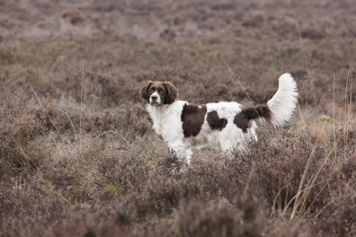 Drentsche Patrijs: echte erfhond