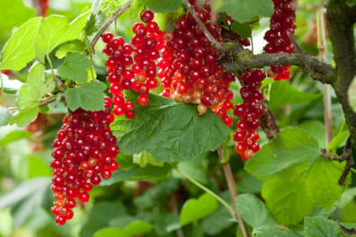 Fruittuin aanleggen