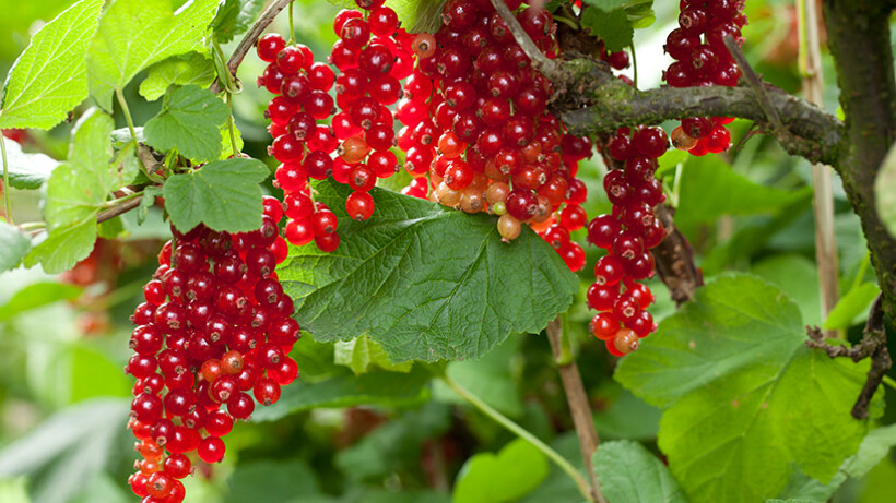 Fruittuin aanleggen