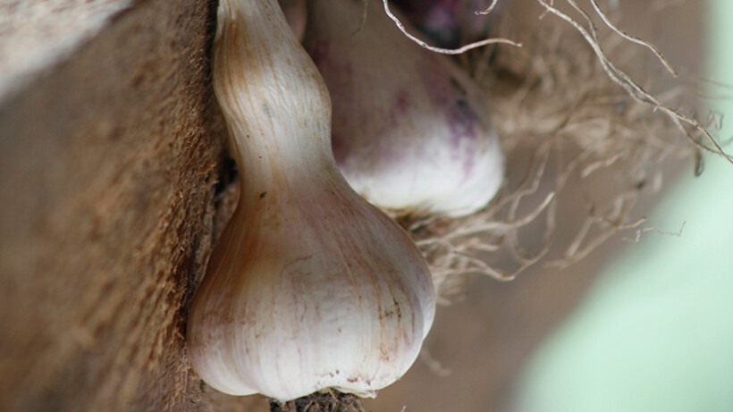 Knoflook planten