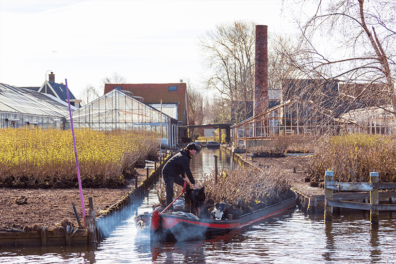 Heen en weer met seringenstruiken