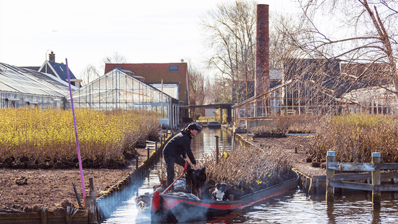 Heen en weer met seringenstruiken