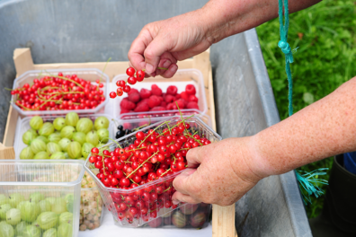 Smakelijke fruitsnoeptuin