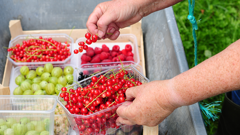 Smakelijke fruitsnoeptuin