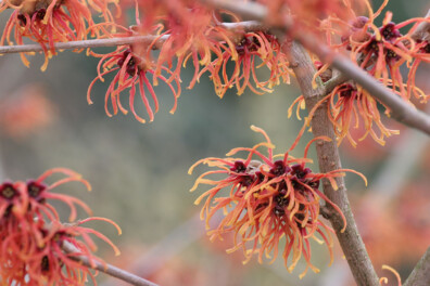 Toverhazelaar: magie in de wintertuin