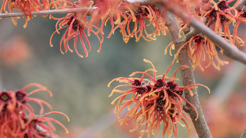 Toverhazelaar: magie in de wintertuin