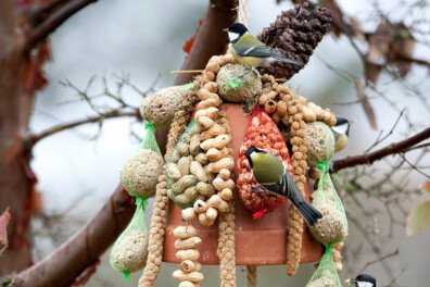 Voerklok voor vogels