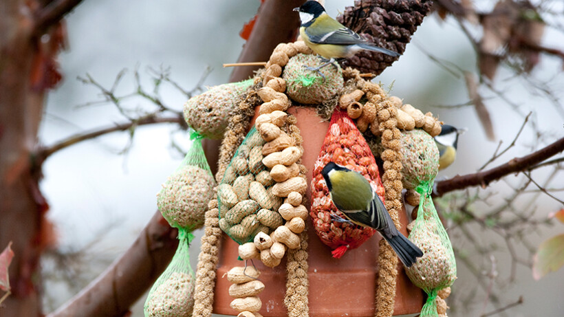 Voerklok voor vogels