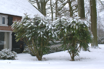 Winterwandelen