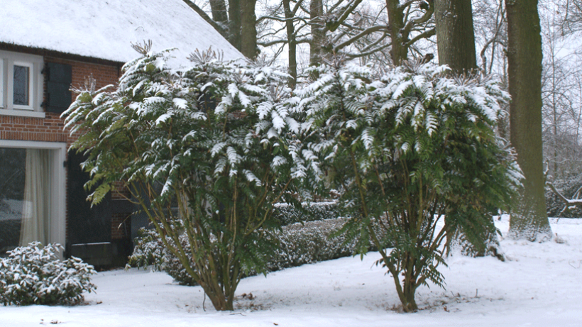 Winterwandelen