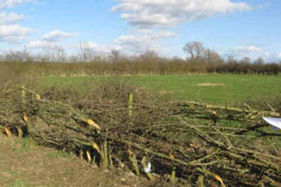 Eerherstel voor Limburgse Maasheggen