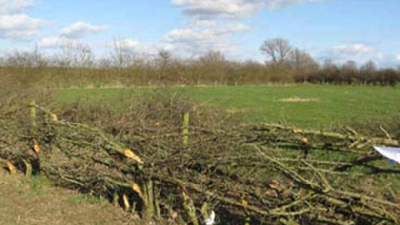 Eerherstel voor Limburgse Maasheggen