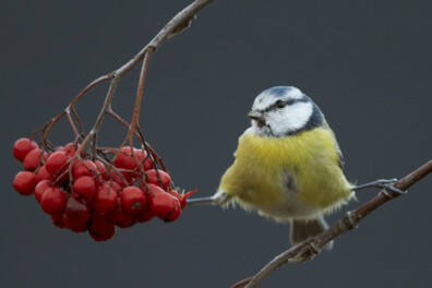 Vogelgeluiden