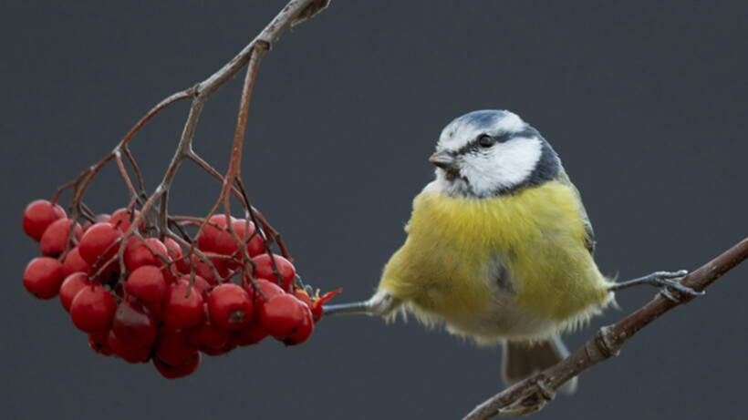 Vogelgeluiden