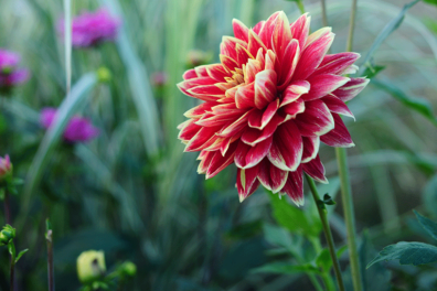 5 favoriete dahlia’s