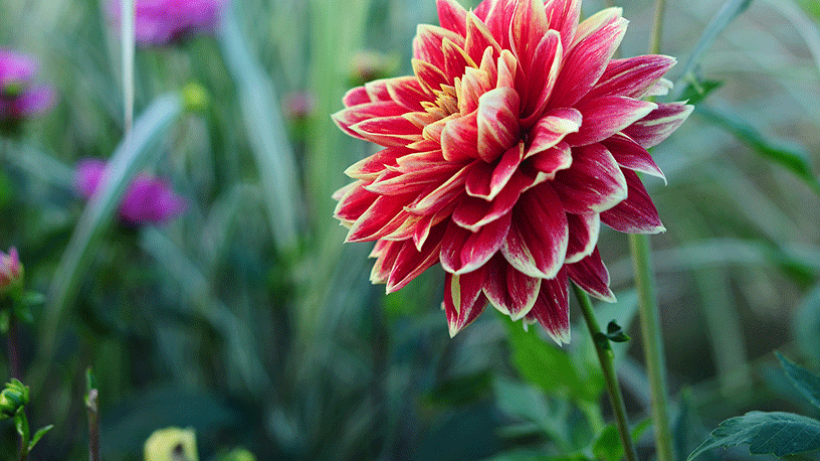 5 favoriete dahlia’s