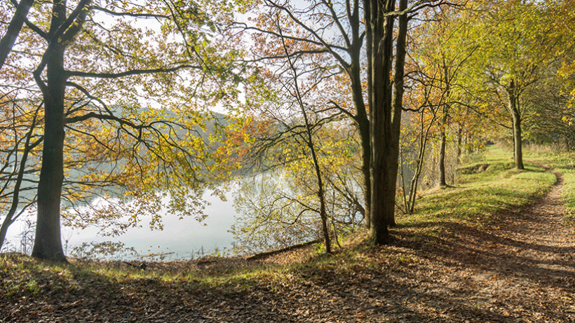 Wandeling van de maand: Hulst