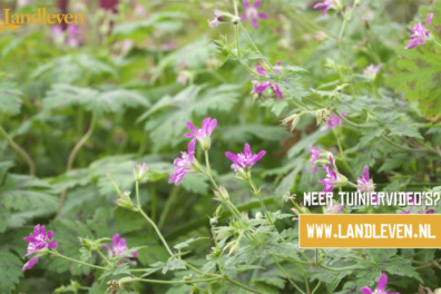 Geraniums delen