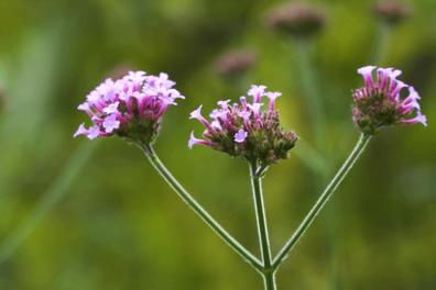 Verbena overwinteren