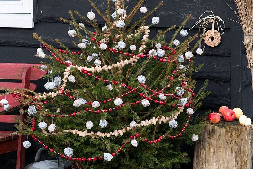 Vogelkerstboom